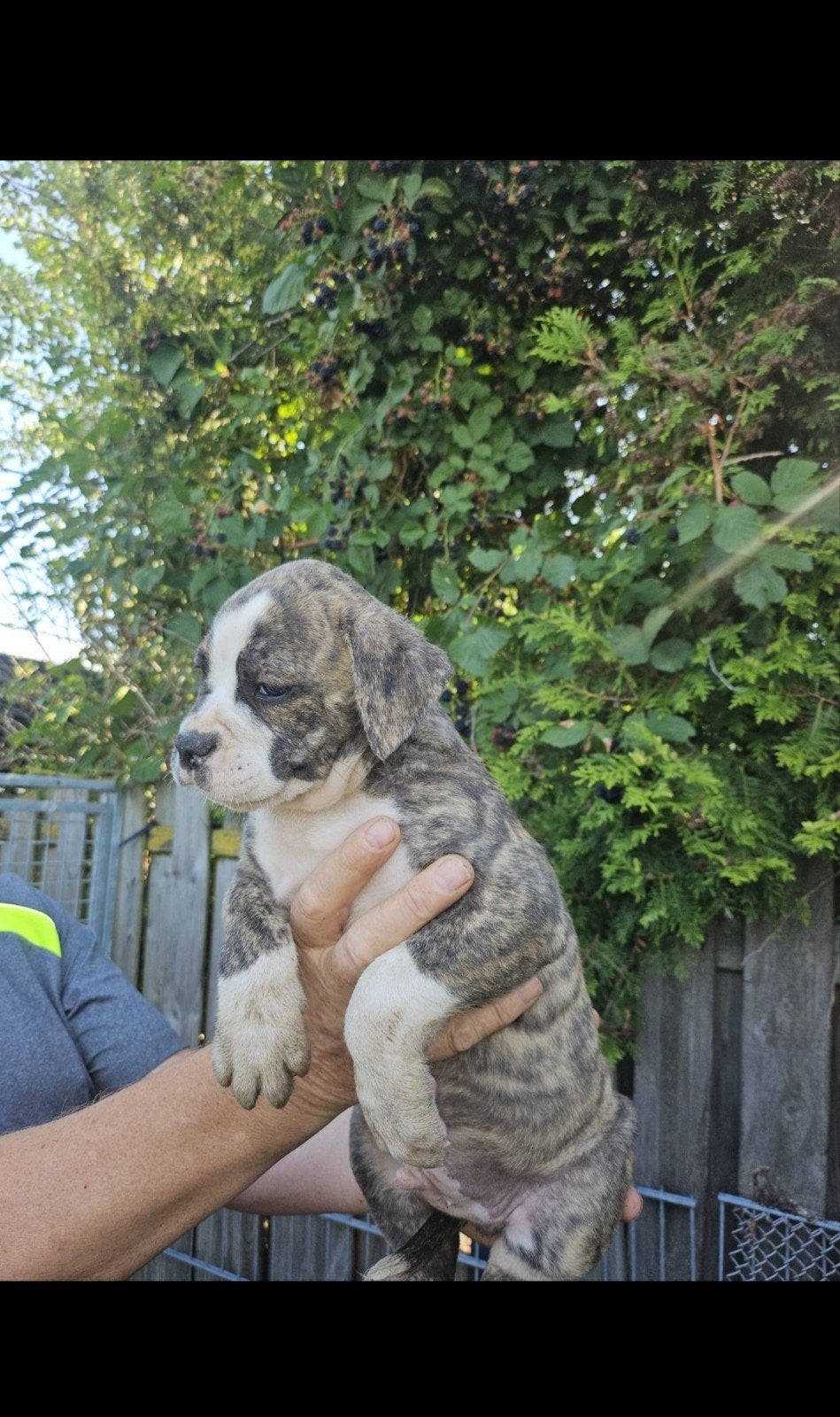 Old English Bulldog pups te koop, Dieren en Toebehoren, Reu, 8 tot 15 weken, Parvo, Bulldog