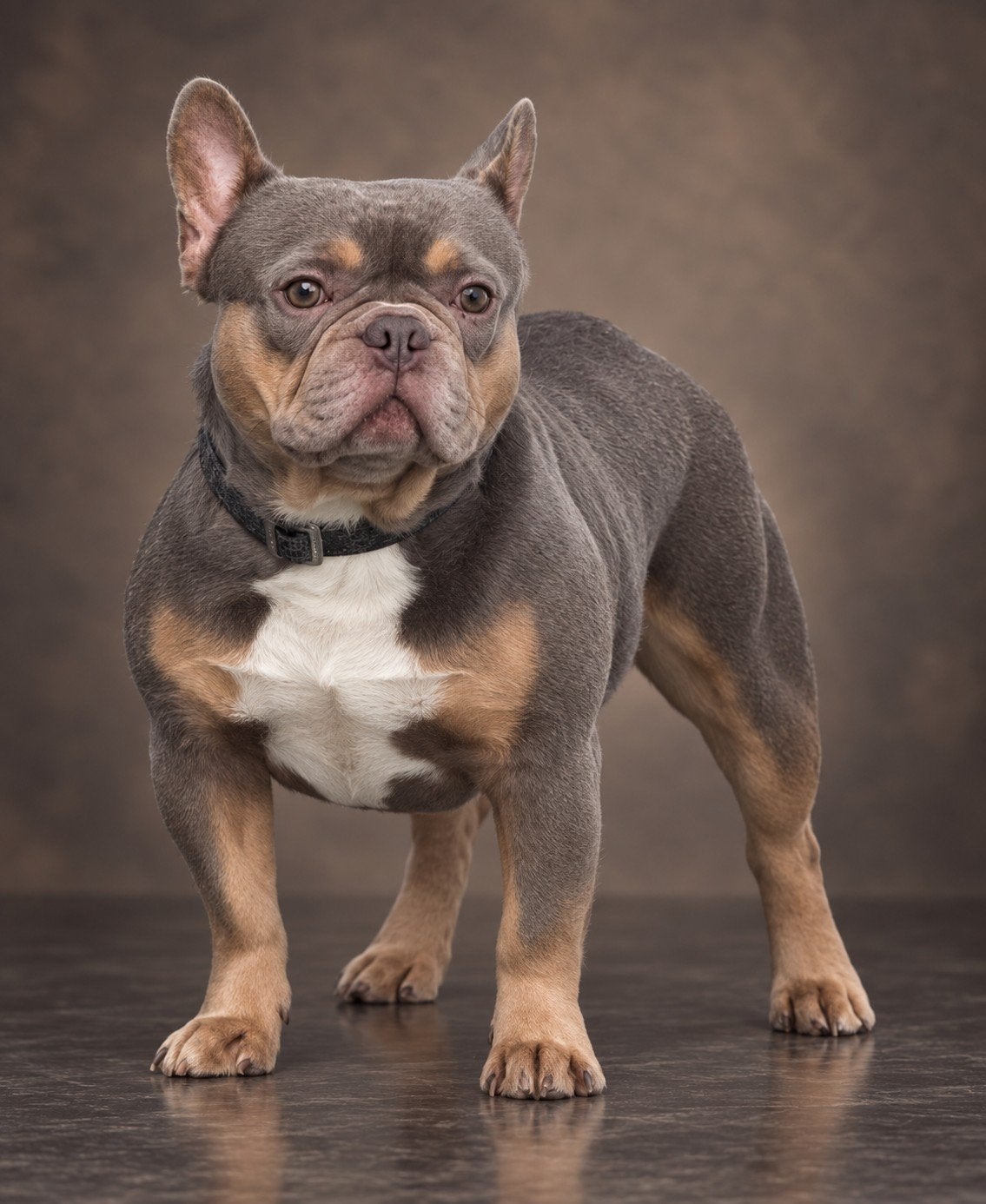 🥰Schitterende Dekreu isabella & tan franse bulldog Sjors 🥰, Dieren en Toebehoren, Fokker | Hobbymatig, Reu, CDV (hondenziekte)