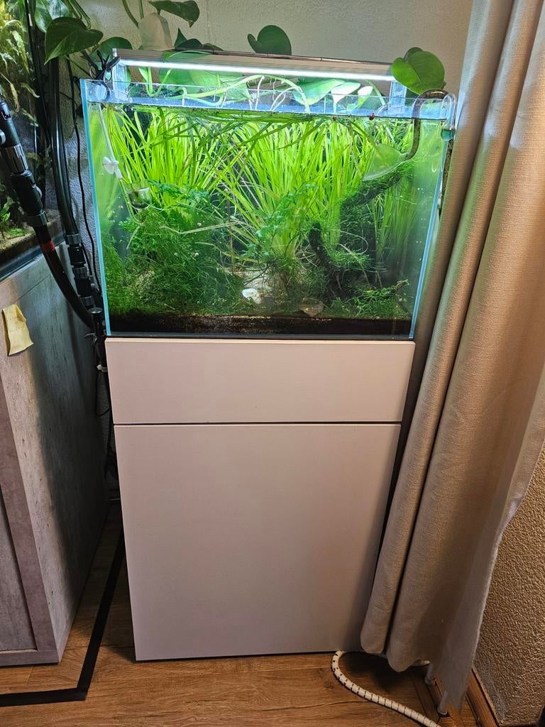 Superfish scaper 60 met kast, pomp en co2., Ophalen