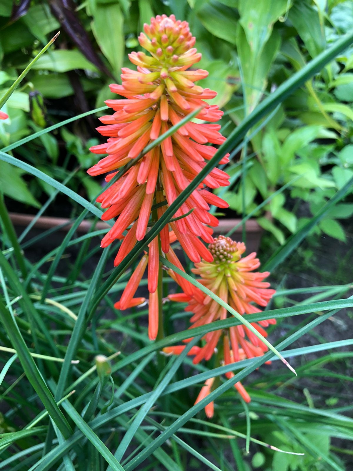 Kniphofia Vuurpijl, Tuin en Terras, Ophalen of Verzenden, Volle zon