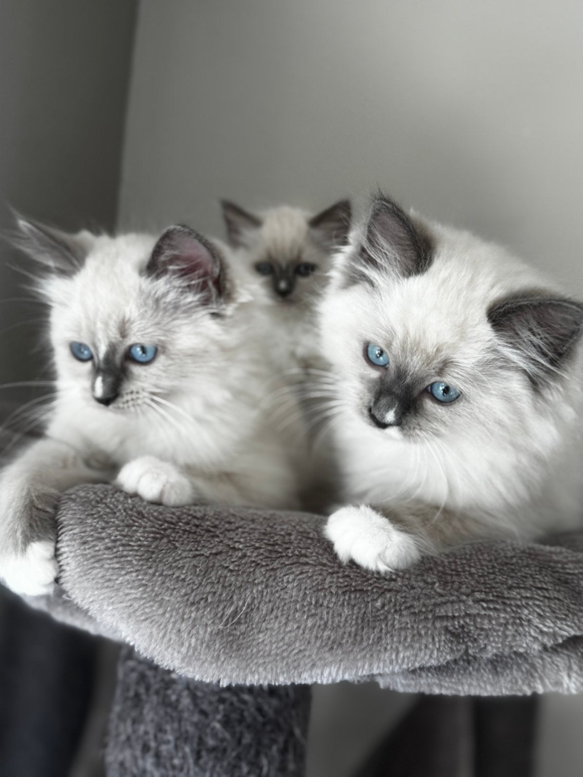 Ragdoll kittens blue point en bicolor mogen verhuizen️, Dieren en Toebehoren, Meerdere dieren, Ontwormd, 0 tot 2 jaar