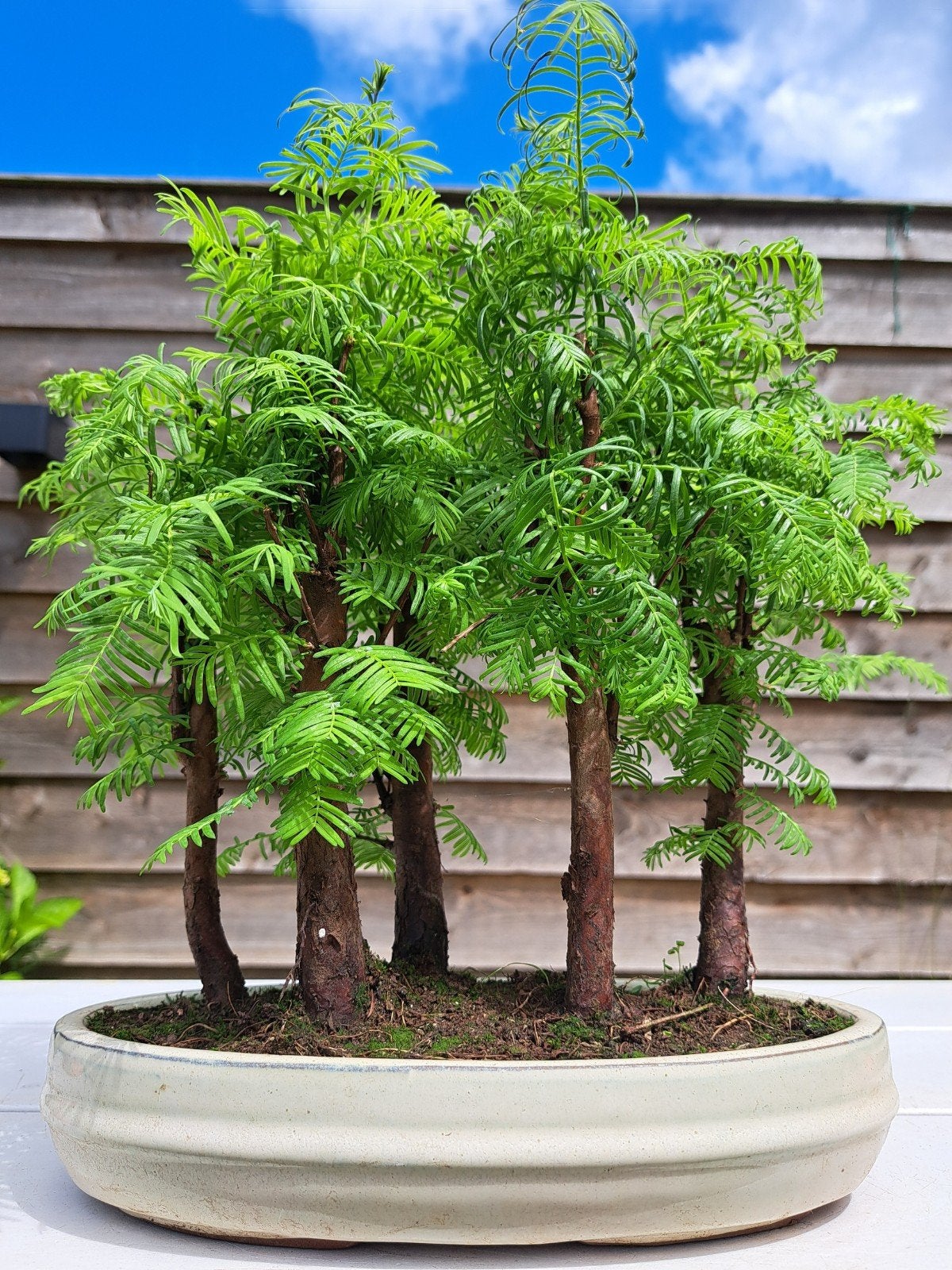 Prachtig Bonsaibos van Metasequoia in ruime schaal, Ophalen of Verzenden