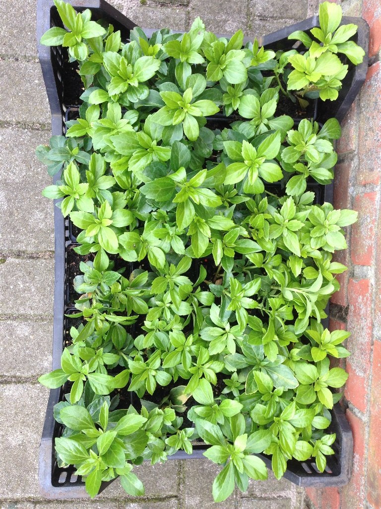 Dikkemanskruid (Pachysandra terminalis ' Green Carpet' ), Ophalen, Bodembedekkers, Vaste plant, Halfschaduw
