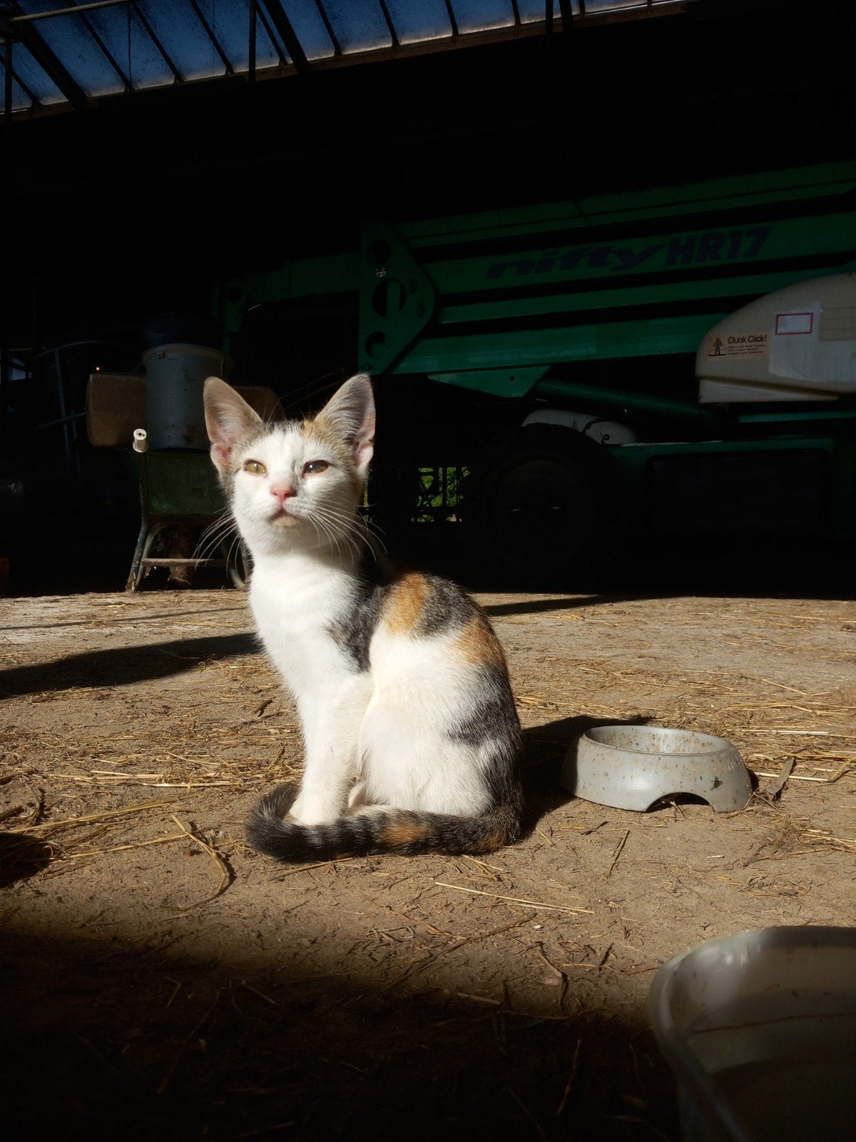 boerderij kitten te koop, Poes