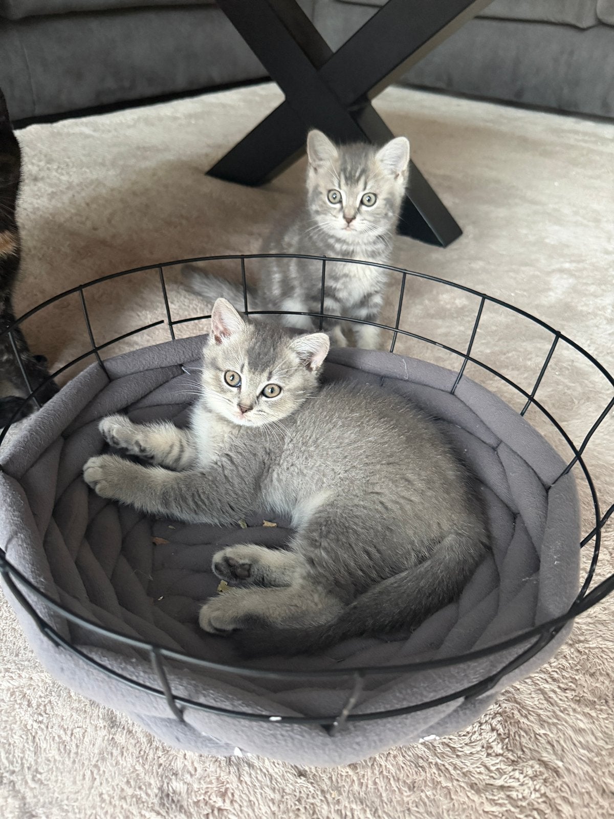 Britse korthaar kittens 🐾, Meerdere dieren