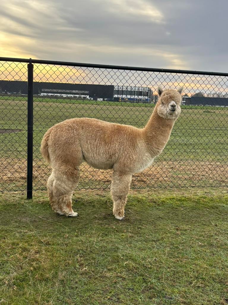 Prachtige stamboom alpaca hengst te koop!, April, Mannelijk