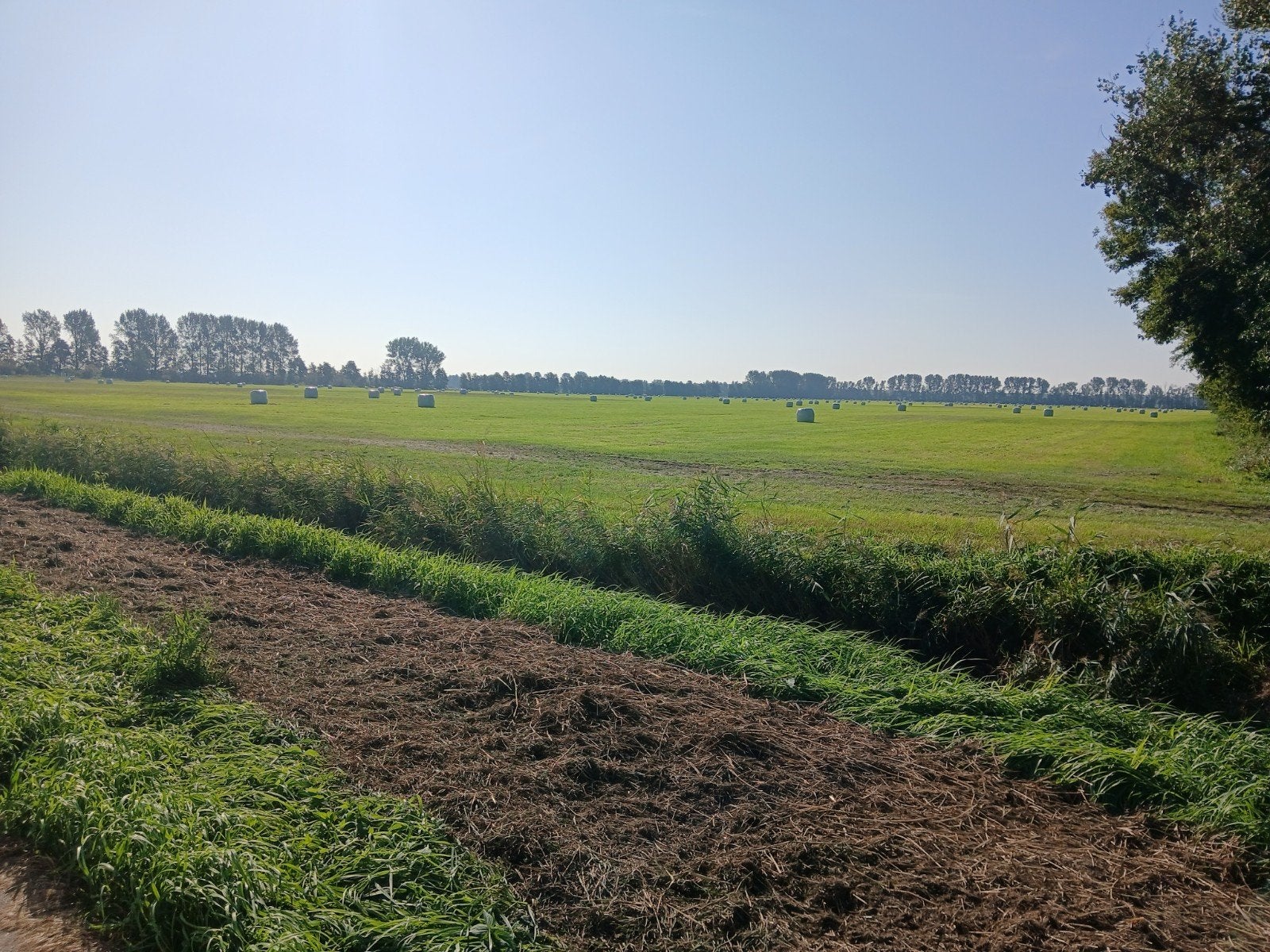 Ronde balen voordroog, Ophalen, Vee
