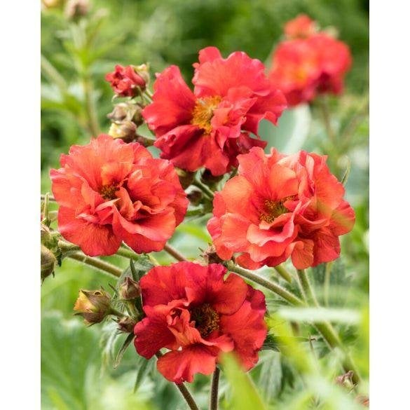 Zaden Geum Scarlet Tempest, Tuin en Terras, Ophalen of Verzenden, Volle zon