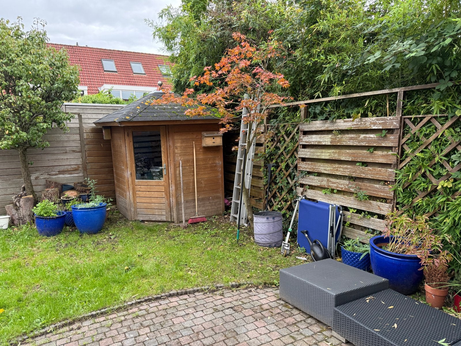 GRATIS af te halen:Japanse Esdoorn (~2,5-3m)  Zelf uitgraven, Herfst, Halfschaduw, 250 tot 400 cm, Overige soorten