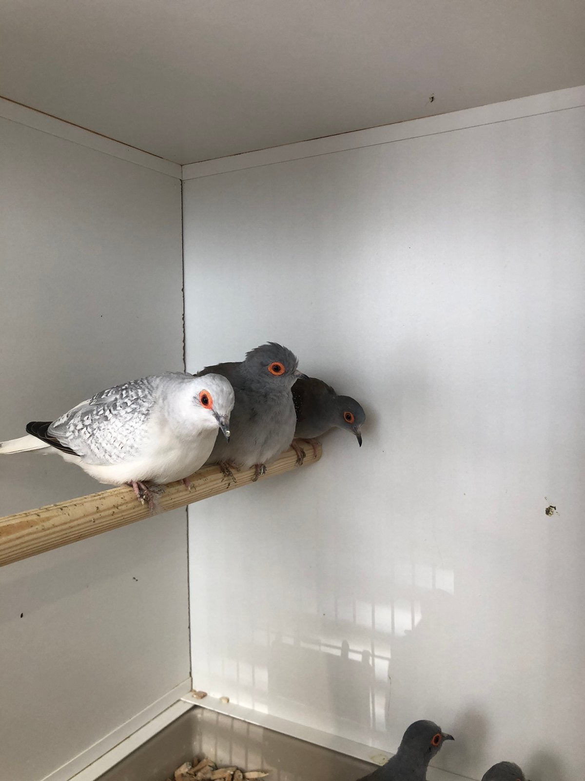 Div Diamantduifjes, Dieren en Toebehoren, Vogels | Overige Vogels, Meerdere dieren