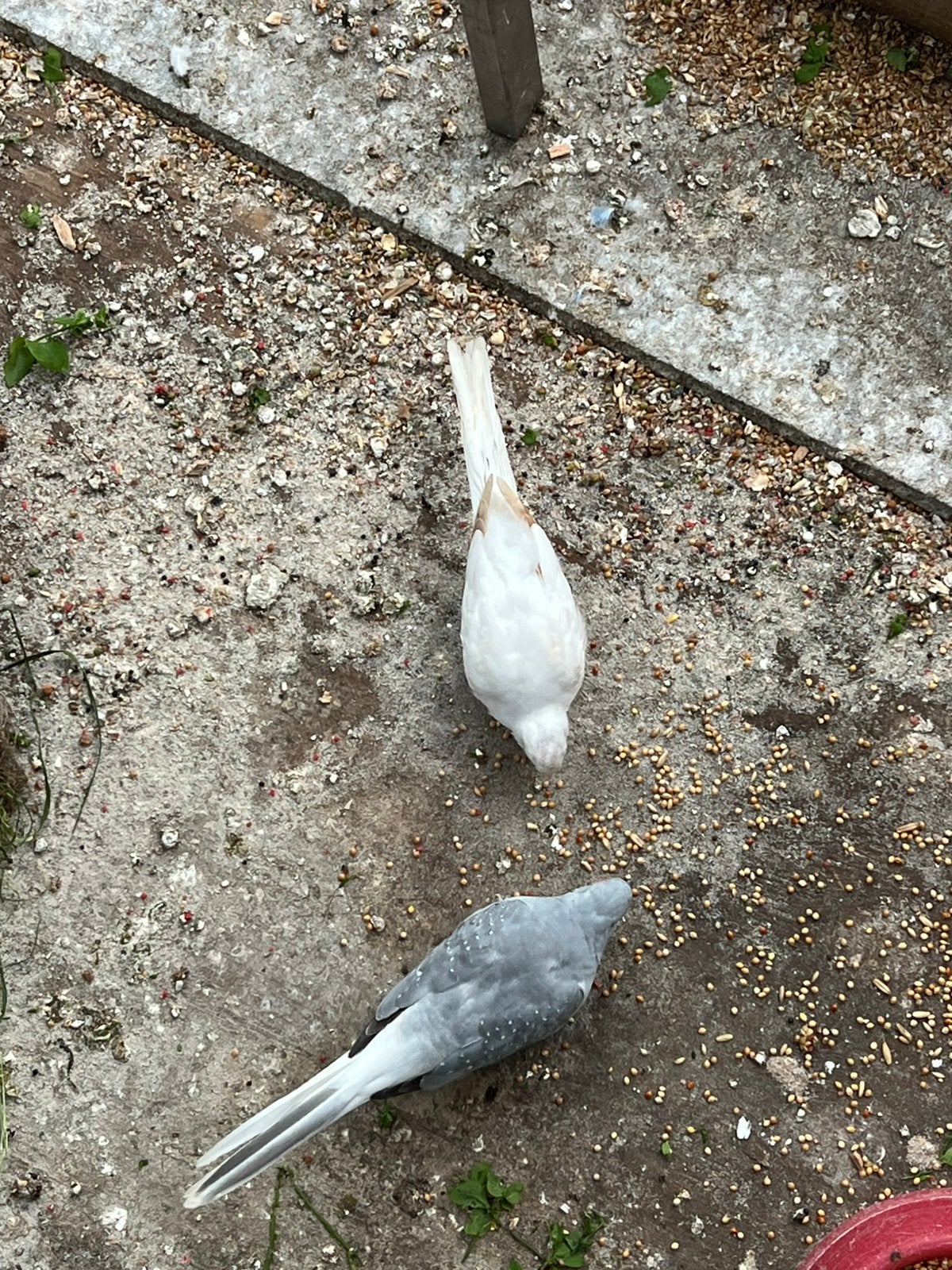 Kopel diamand duifjes, Dieren en Toebehoren, Vogels | Duiven, Meerdere dieren, Overige soorten