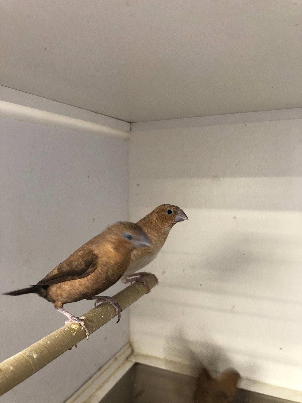 Zilverbekjes, Meerdere dieren