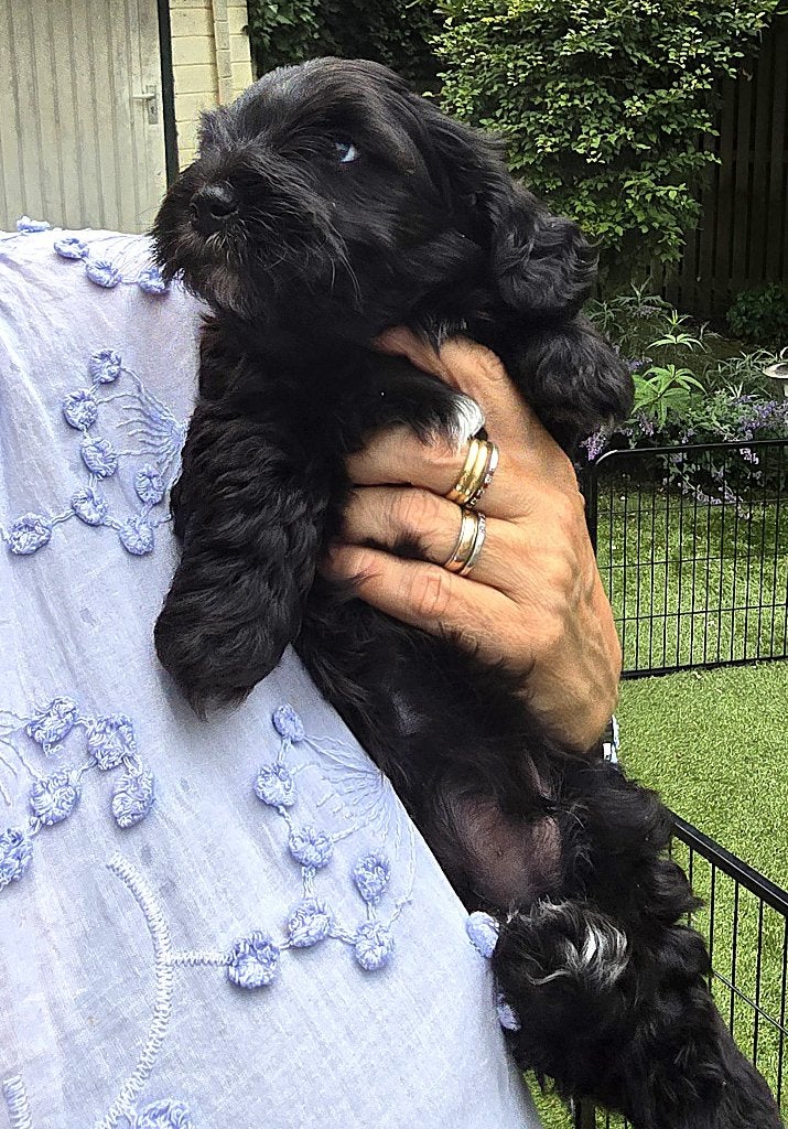 Prachtige pup, Reu, 8 tot 15 weken, Parvo, Eén hond
