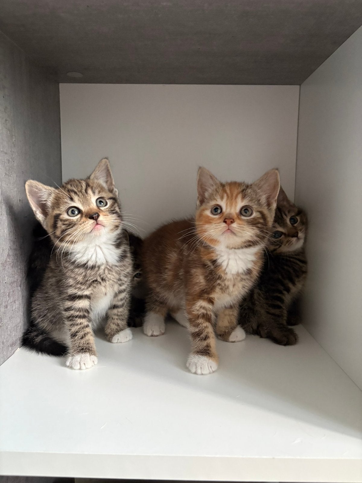 Half Britse Korthaar kittens beschikbaar, Meerdere dieren, Ontwormd