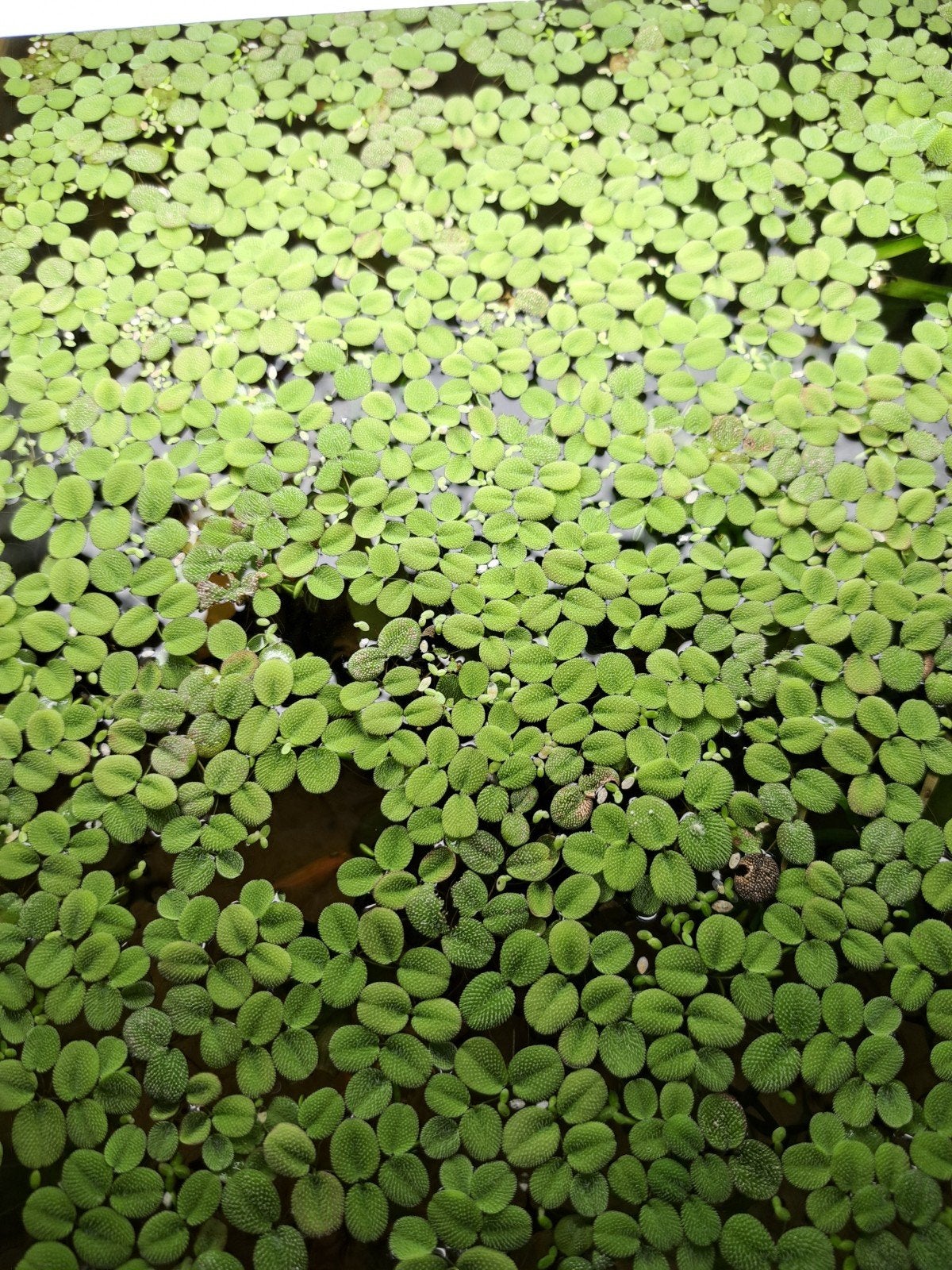 aquarium planten, Dieren en Toebehoren, Ophalen of Verzenden, Plant(en), Steen of Hout