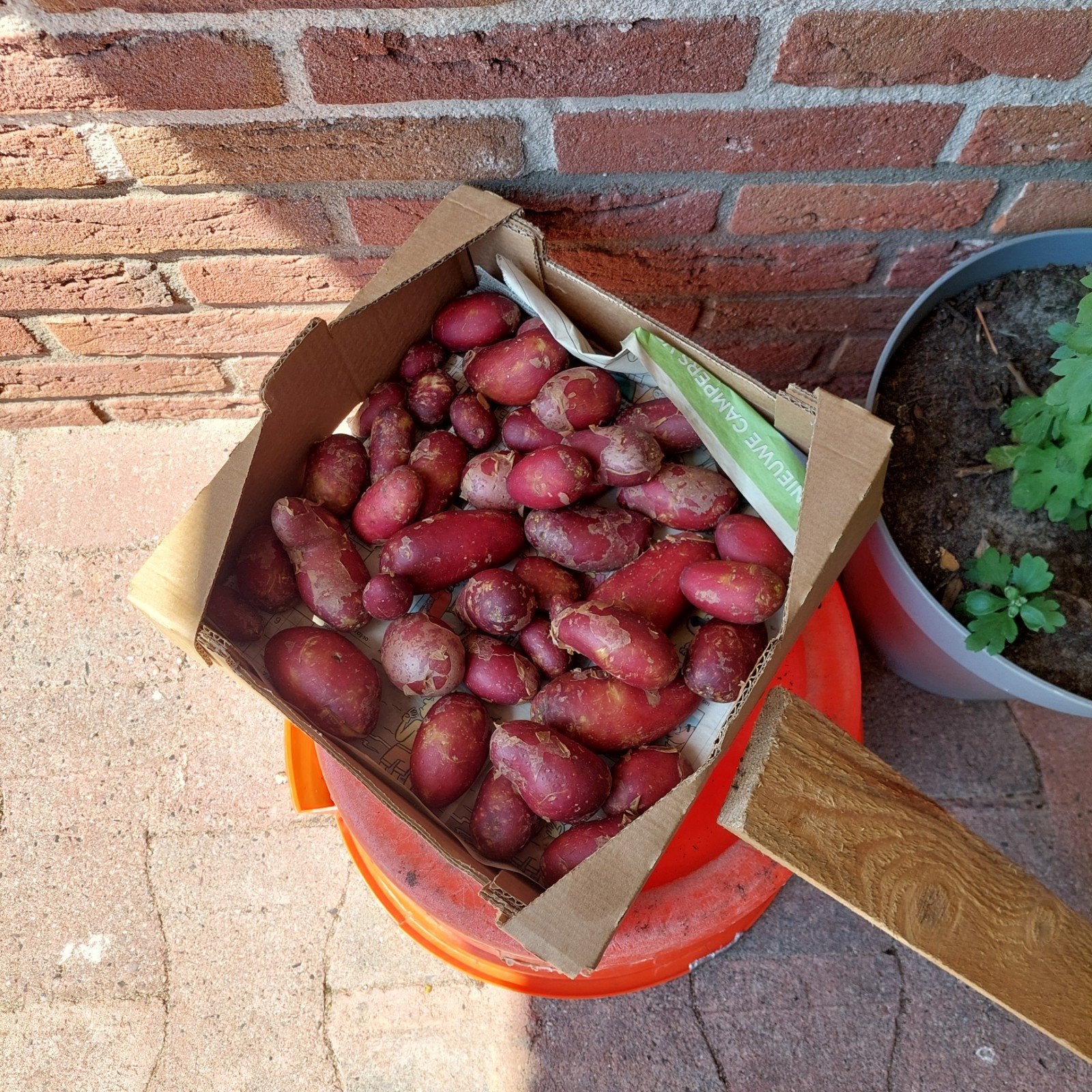 Alouetta aardappels. Nieuwe oogst, Diversen, Levensmiddelen, Ophalen