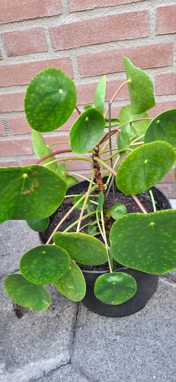 Pannekoekenplant (Pilea Peperomioides), Tuin en Terras, Vaste plant, Bloeit niet, Halfschaduw, Ophalen