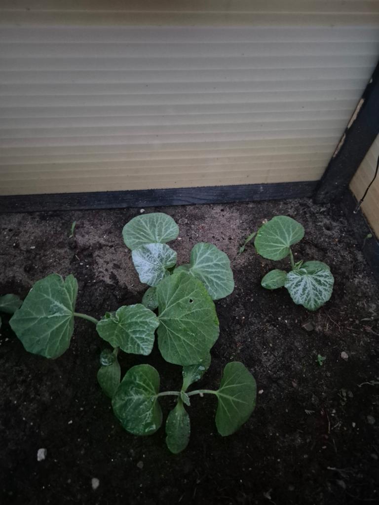 Fles pompoen plantjes, Tuin en Terras, Ophalen, Eenjarig, Groenteplanten, Volle zon