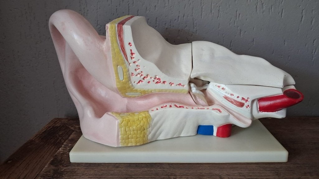Anatomie Oor model - 4 delig - nette staat - anatomisch oor, Ophalen of Verzenden, Gebruikt