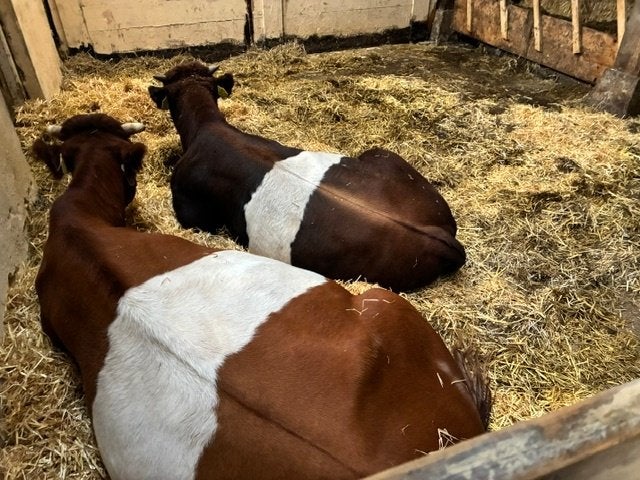 Lakenvelder fokstier Lakenvelder vaarskalf, Dieren en Toebehoren, Meerdere dieren, 0 tot 2 jaar