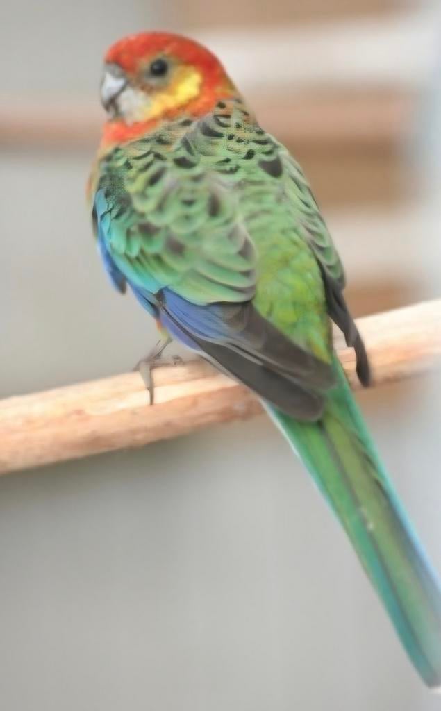 GEZOCHT Stanley rosella pop zie tekst, Dieren en Toebehoren, Vogels | Parkieten en Papegaaien, Mannelijk, Parkiet