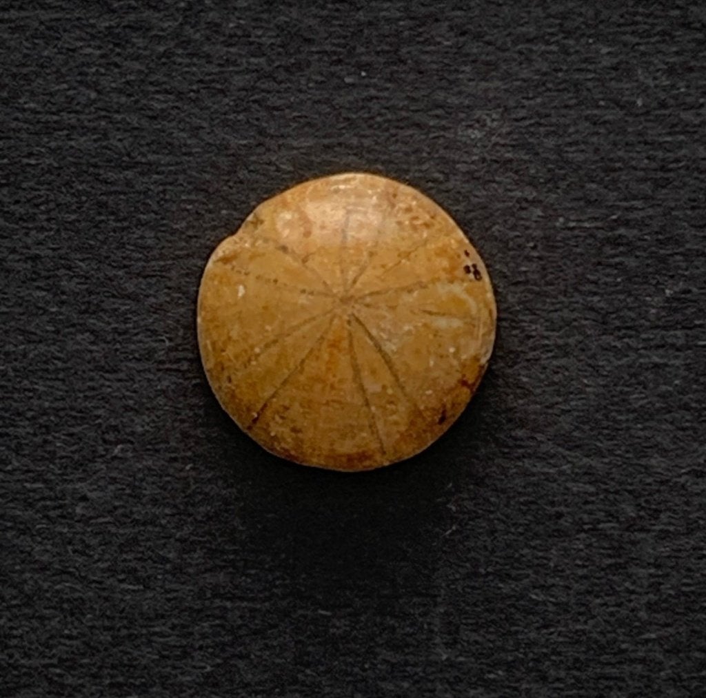 Prachtige gepolijste fossiele zee egel (B1/B), Verzamelen, Mineralen en Fossielen, Verzenden, Fossiel