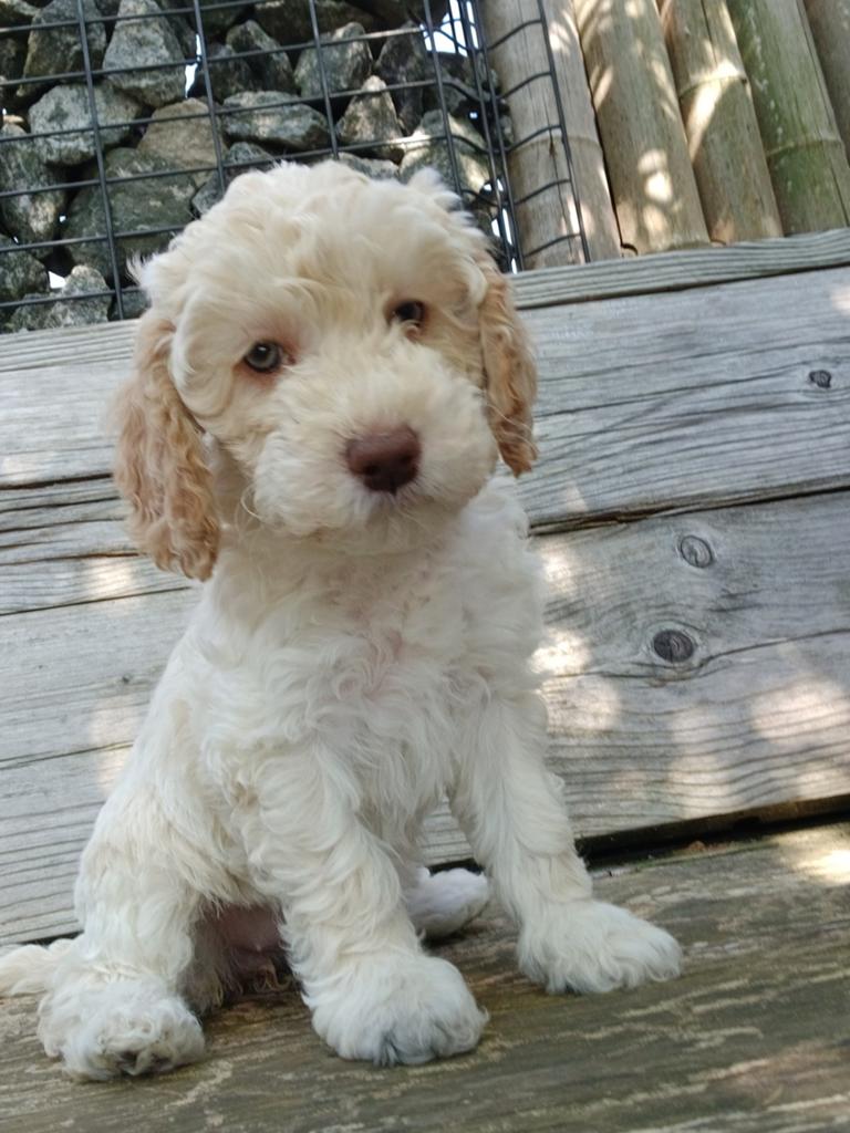 Cockapoo pups beschikbaar, Parvo, Overige rassen, 8 tot 15 weken, Meerdere