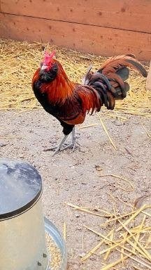 Kleine Uilebaard haan, Mannelijk, Kip