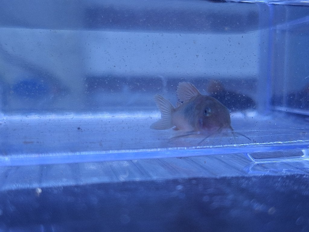 Corydora aeneus brons, Dieren en Toebehoren, Vis, Zoetwatervis
