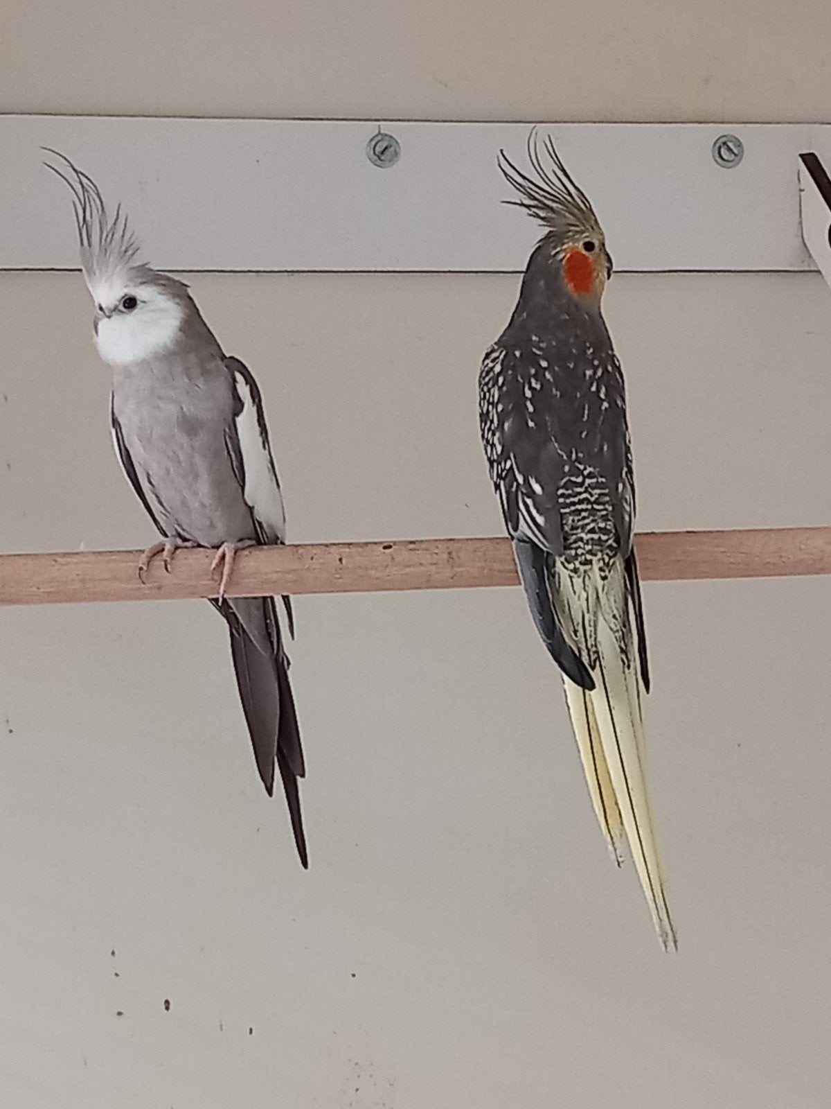 Valkparkiet., Meerdere dieren, Parkiet