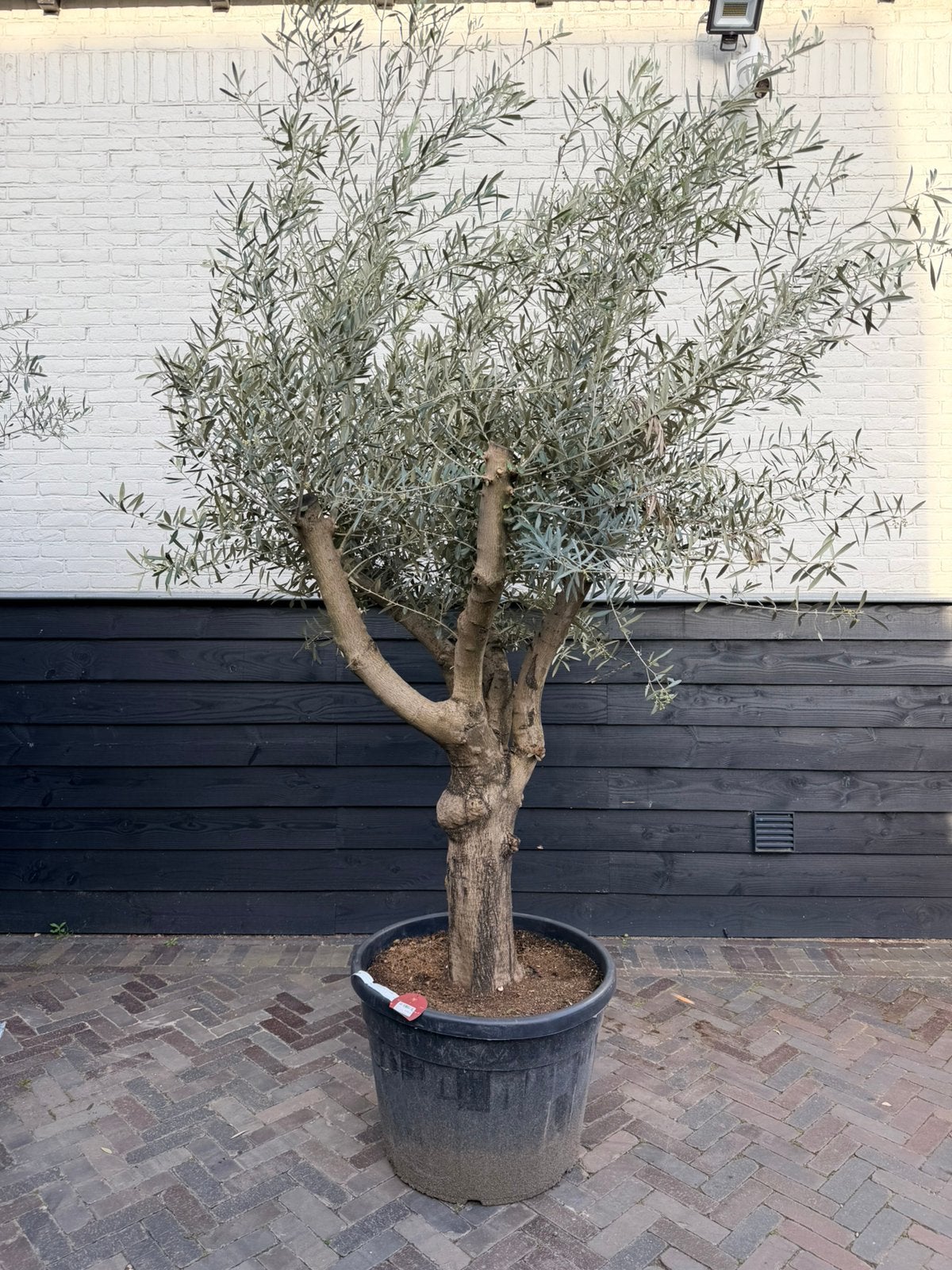 Mooie vertakte olijfboom, Tuin en Terras, Planten | Bomen, 100 tot 250 cm, Olijfboom, Zomer, Ophalen