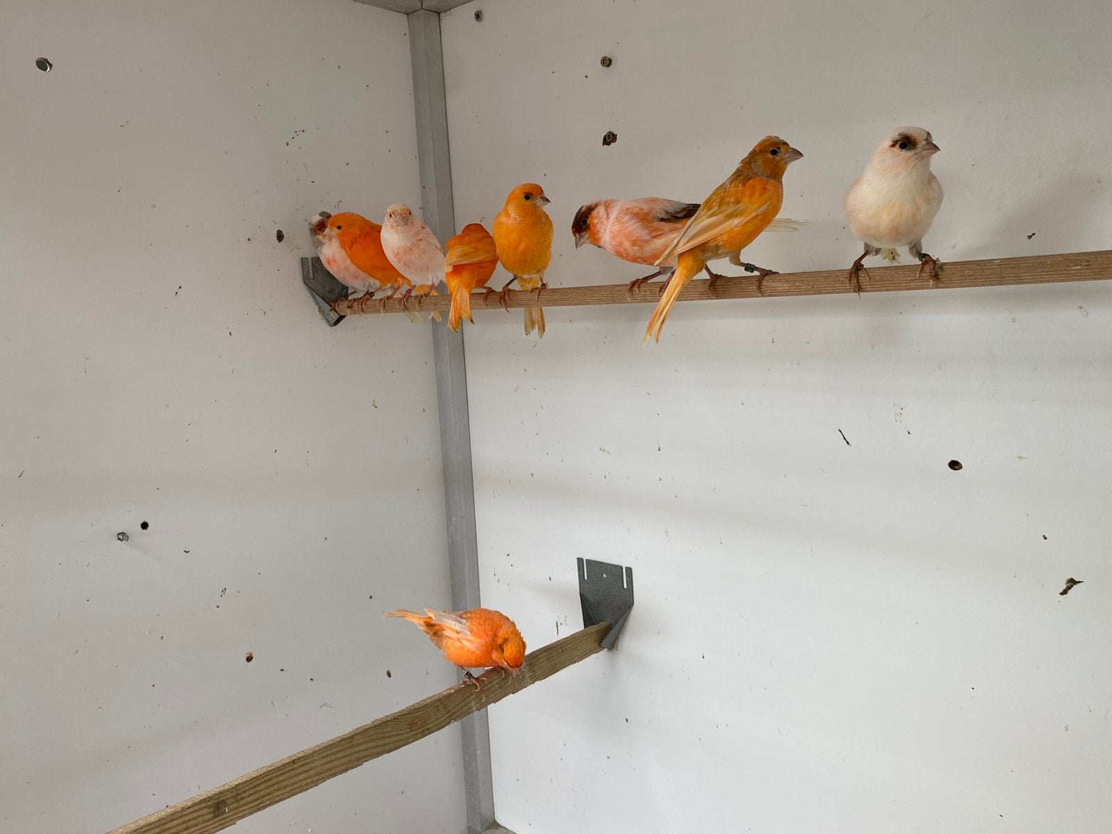 Harlekijn kanaries, Dieren en Toebehoren, Meerdere dieren