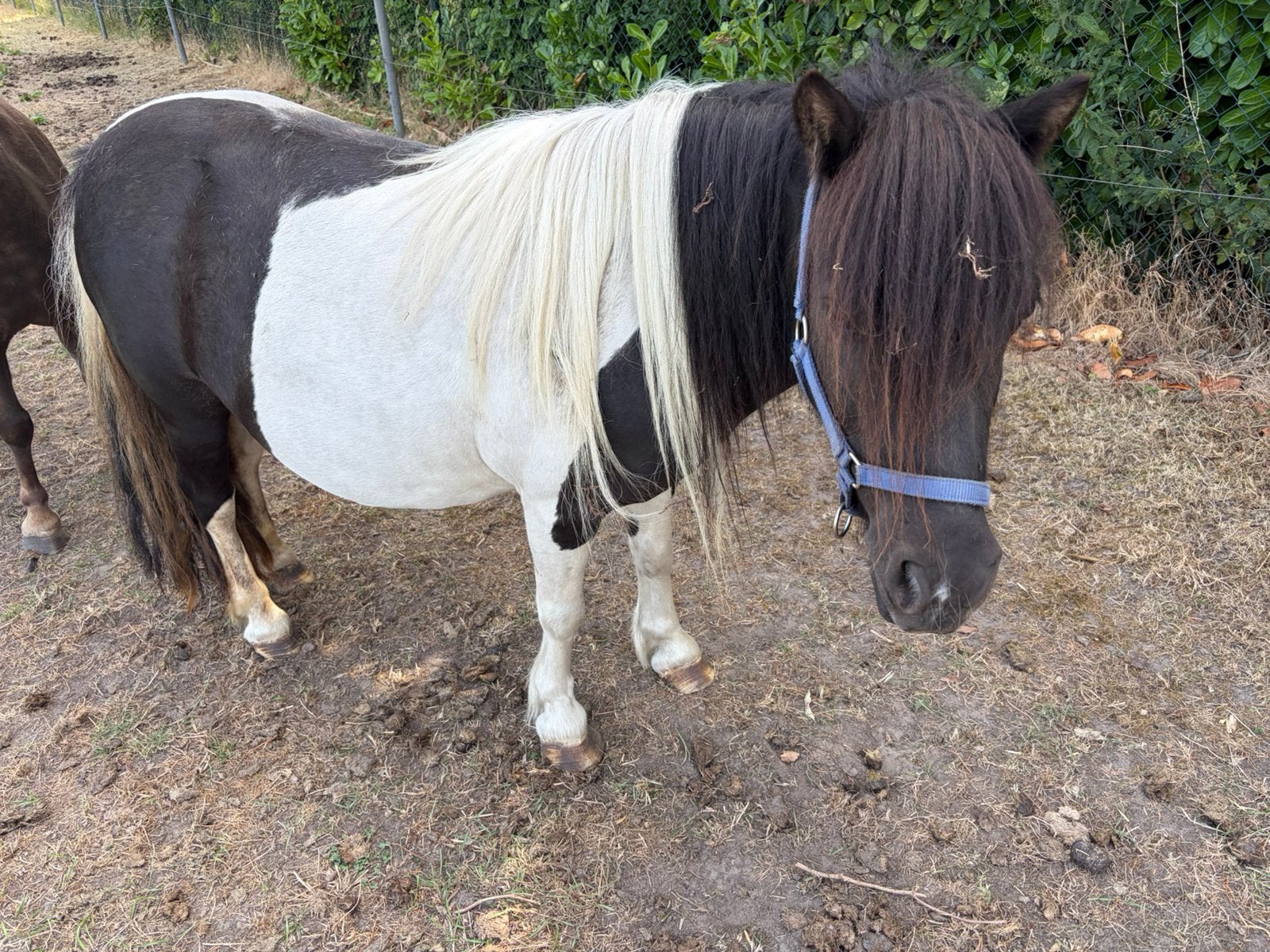 Pony s, Dieren en Toebehoren, Merrie, Niet van toepassing, A pony (tot 1.17m)