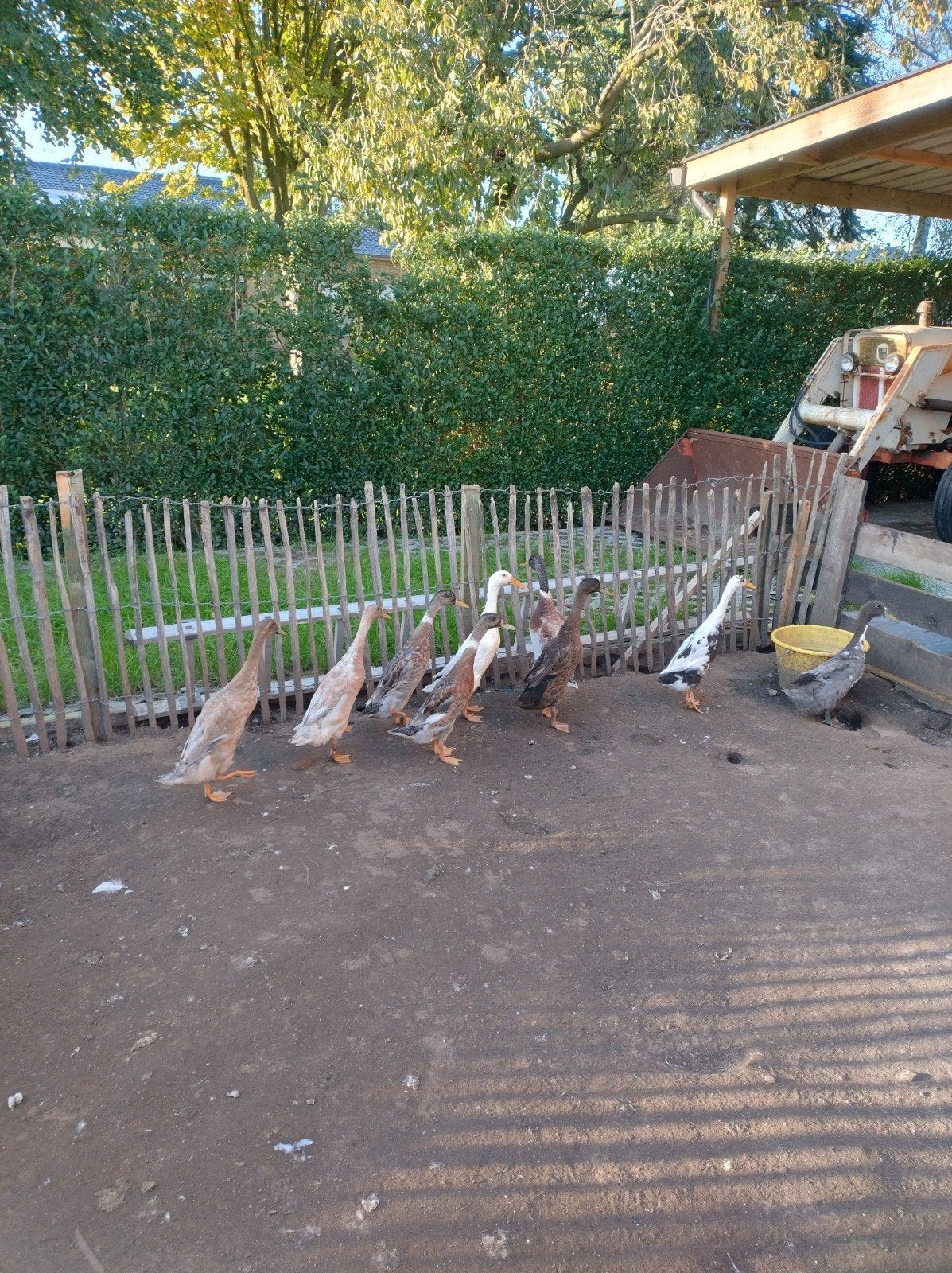 loopeenden koppels, Meerdere dieren, Eend
