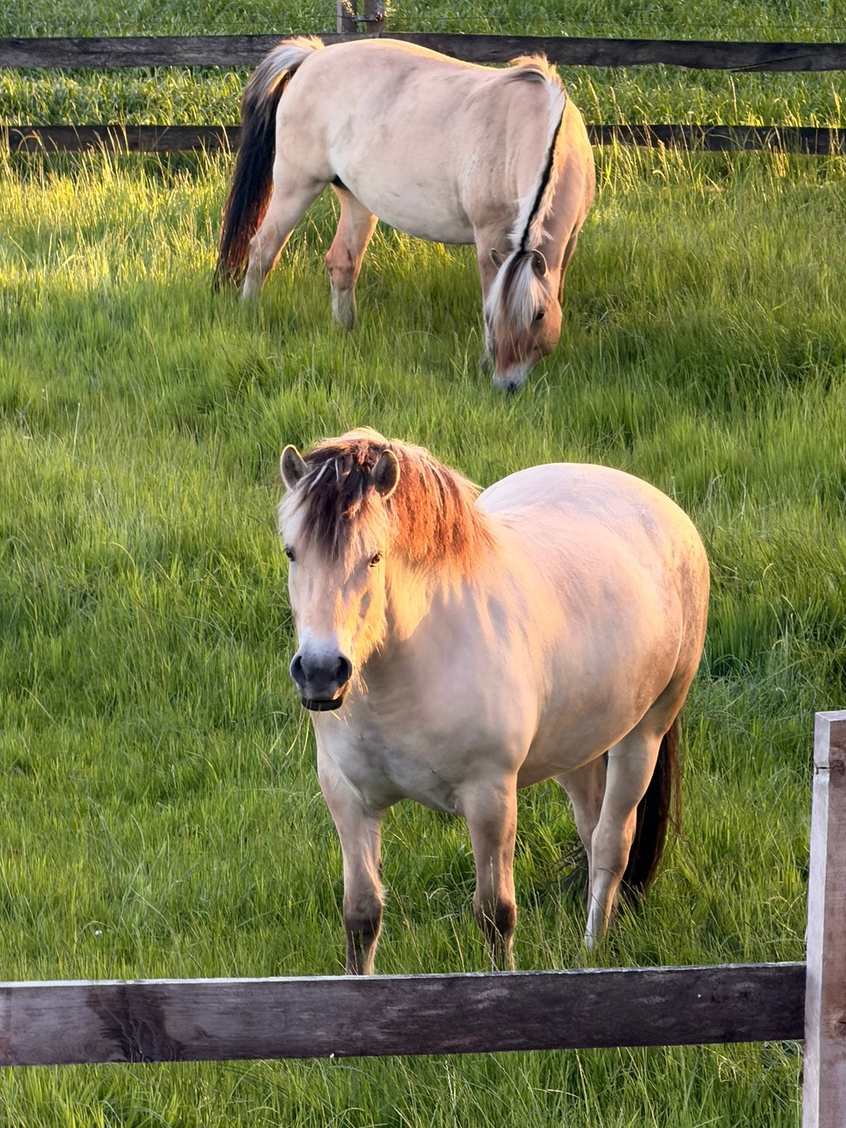 Gezocht verzorger/leaser/bijrijder, Dieren en Toebehoren, Paarden en Pony's | Overige Paardenspullen, Ophalen, Dressuur