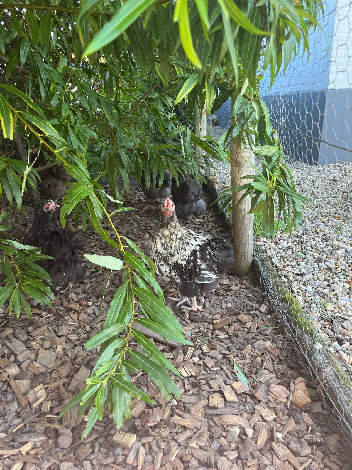 Orpington Kriel Haan (2026), Dieren en Toebehoren, Pluimvee, Mannelijk, Kip