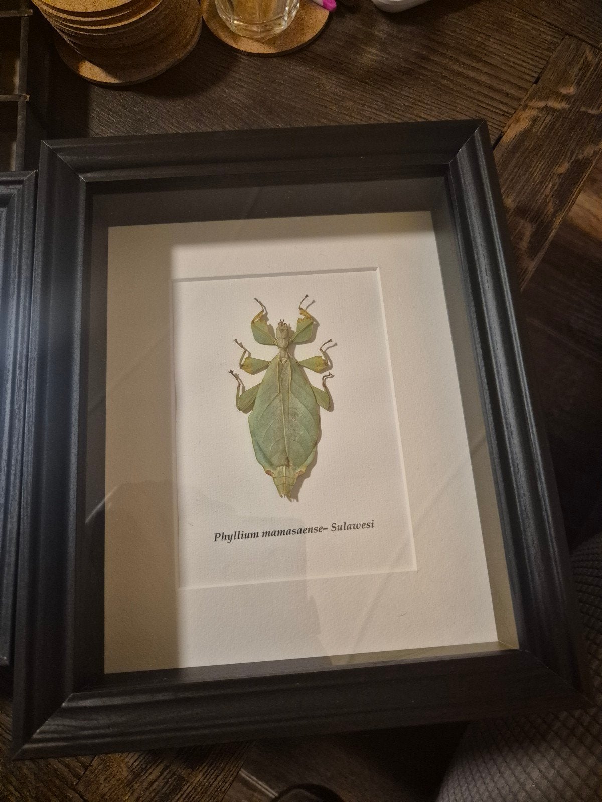 Neushoornkever en Wandelend Blad in Lijst - Taxidermie, Ophalen, Nieuw, Insect, Opgezet dier