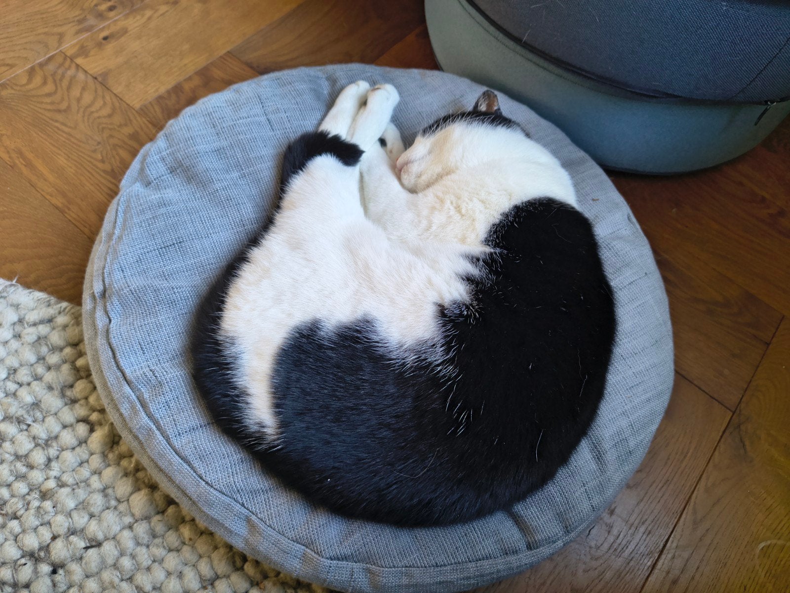 Nieuw huisje gezocht voor onze kat, Dieren en Toebehoren, Katten en Kittens | Overige Katten, Kater, Kortharig, 6 jaar of ouder