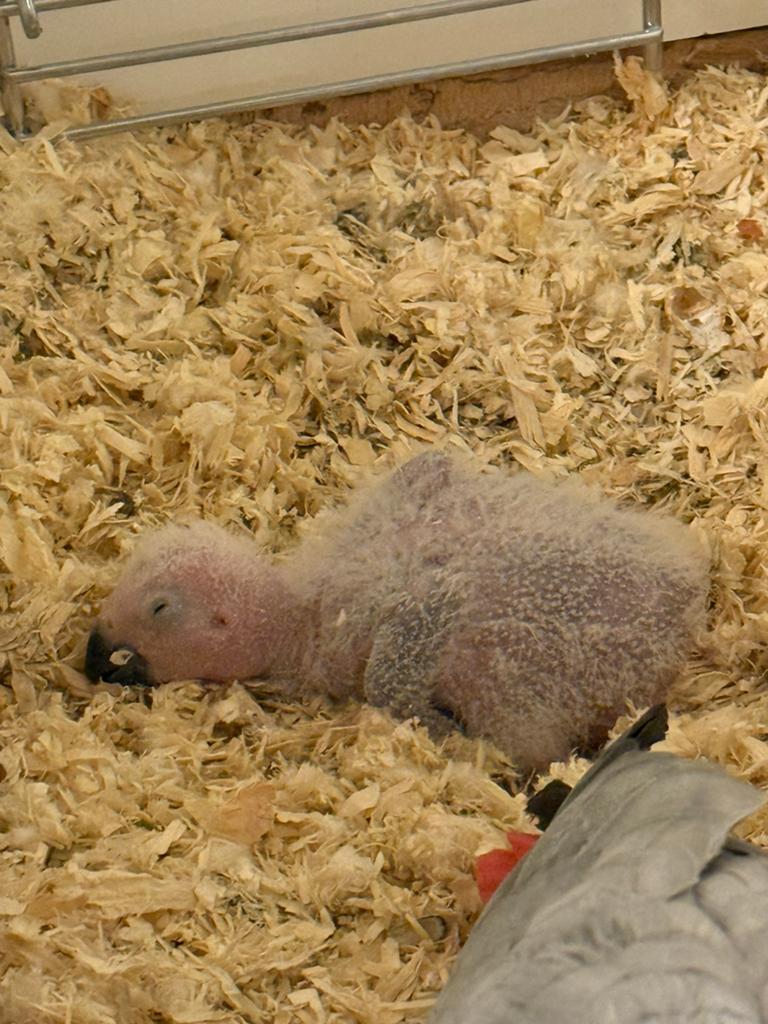 Jonge baby grijze roodstaart papegaai, Dieren en Toebehoren, Vogels | Parkieten en Papegaaien, Geslacht onbekend, Papegaai, Geringd