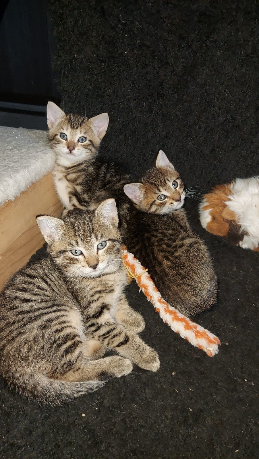 kittens tijgertjes, Kater, Kortharig, 0 tot 2 jaar