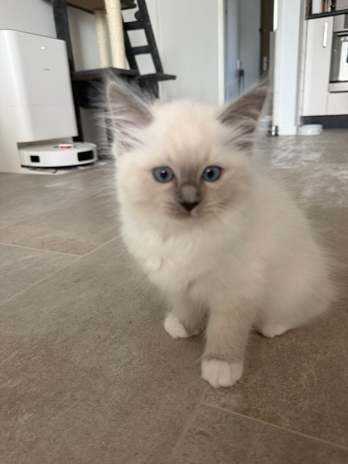 Foto 4 van Mooie Ragdoll kitten (poesje)