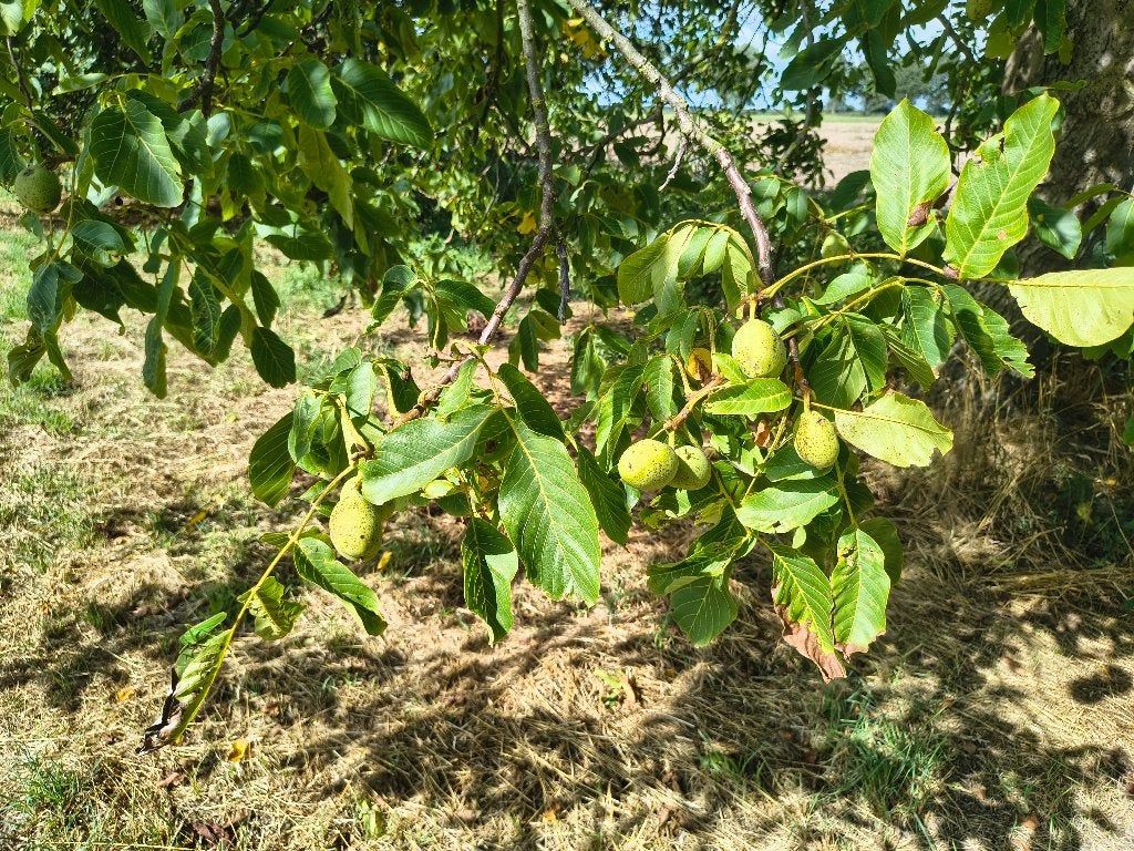 Grote jaarlijkse walnotenoogst - 5 bomen - opkoper gezocht, Ophalen, Nieuw