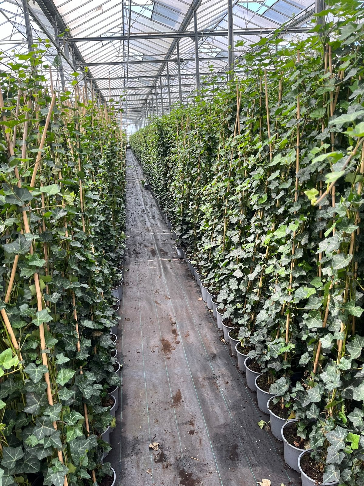 Hedera Hibernica - Klimop - Haagplant - Laagste prijs!, Ophalen, Vaste plant, Bloeit niet, Halfschaduw