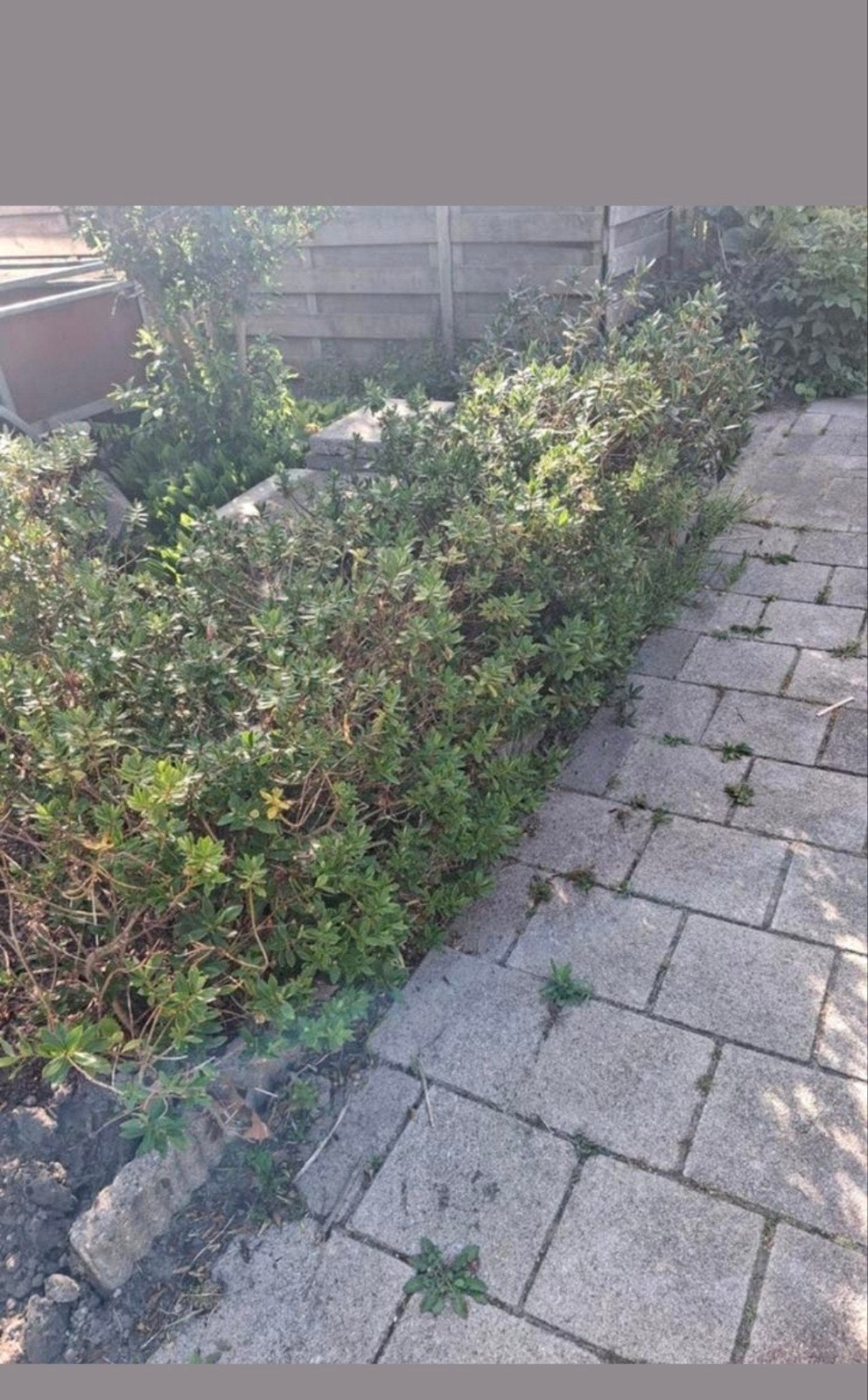GRATIS verschillende tuin planten vlinderstruik heg, Tuin en Terras, Planten | Struiken en Hagen, Ophalen, Vlinderstruik