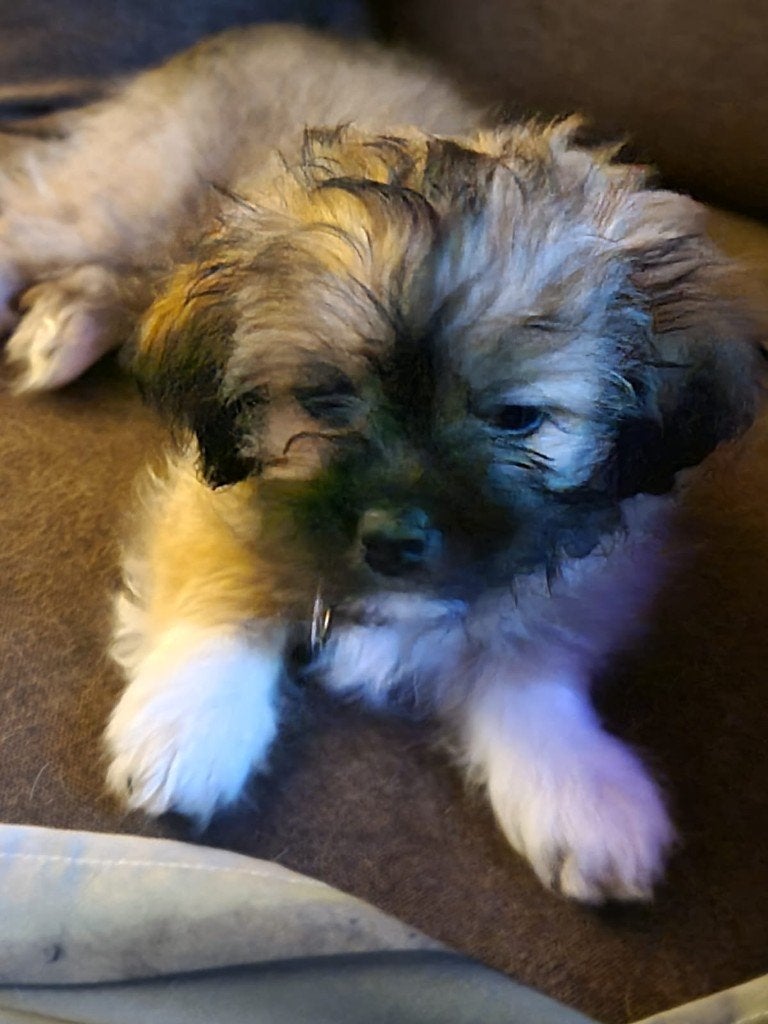 Puppie mix, Eén hond, Nederland, Particulier, Reu
