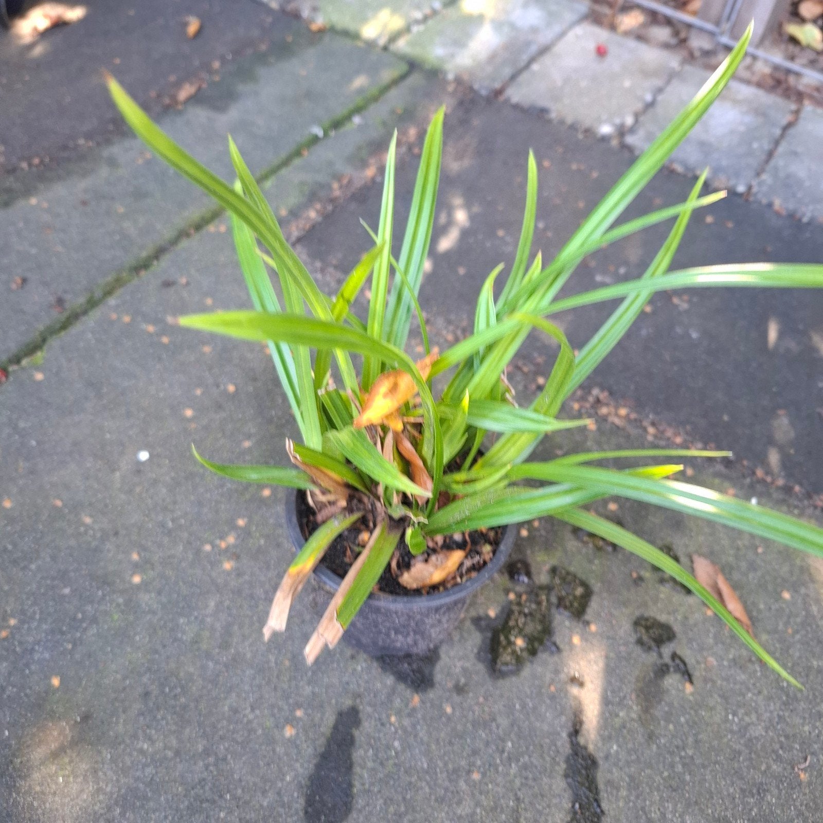 carex, japanse zegge, Ophalen, Siergrassen