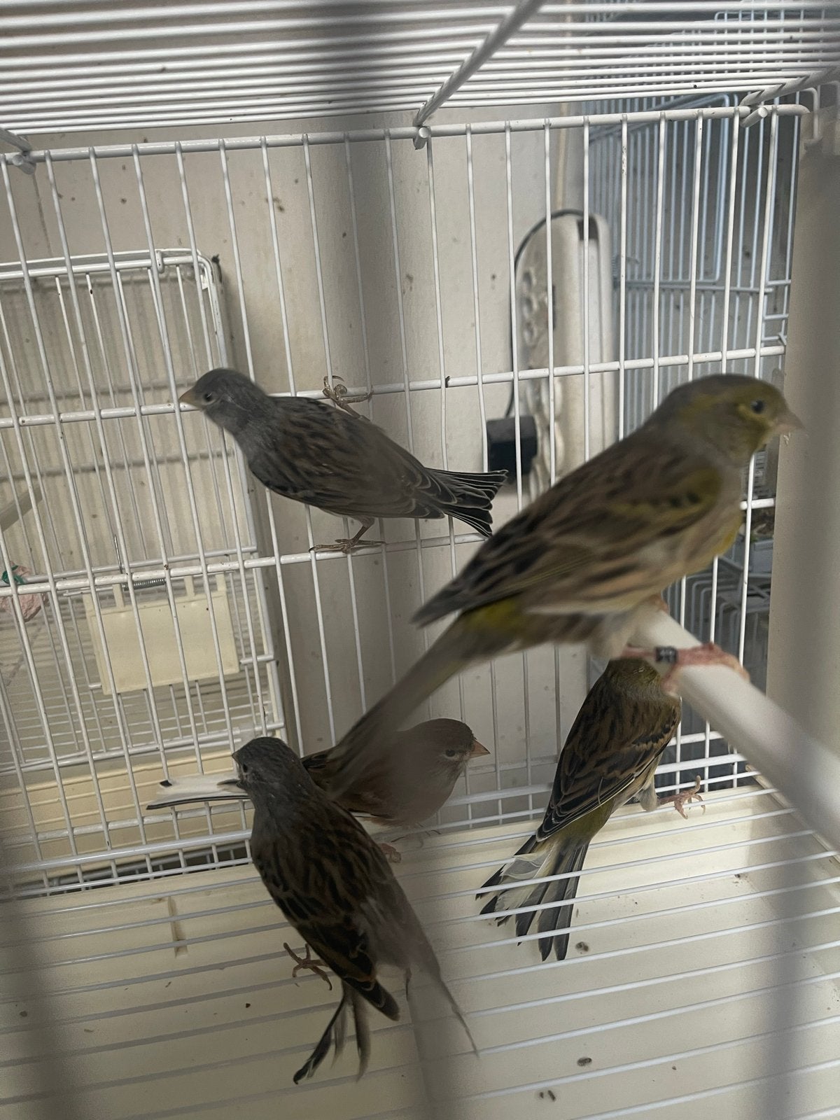 Kanaries, Dieren en Toebehoren