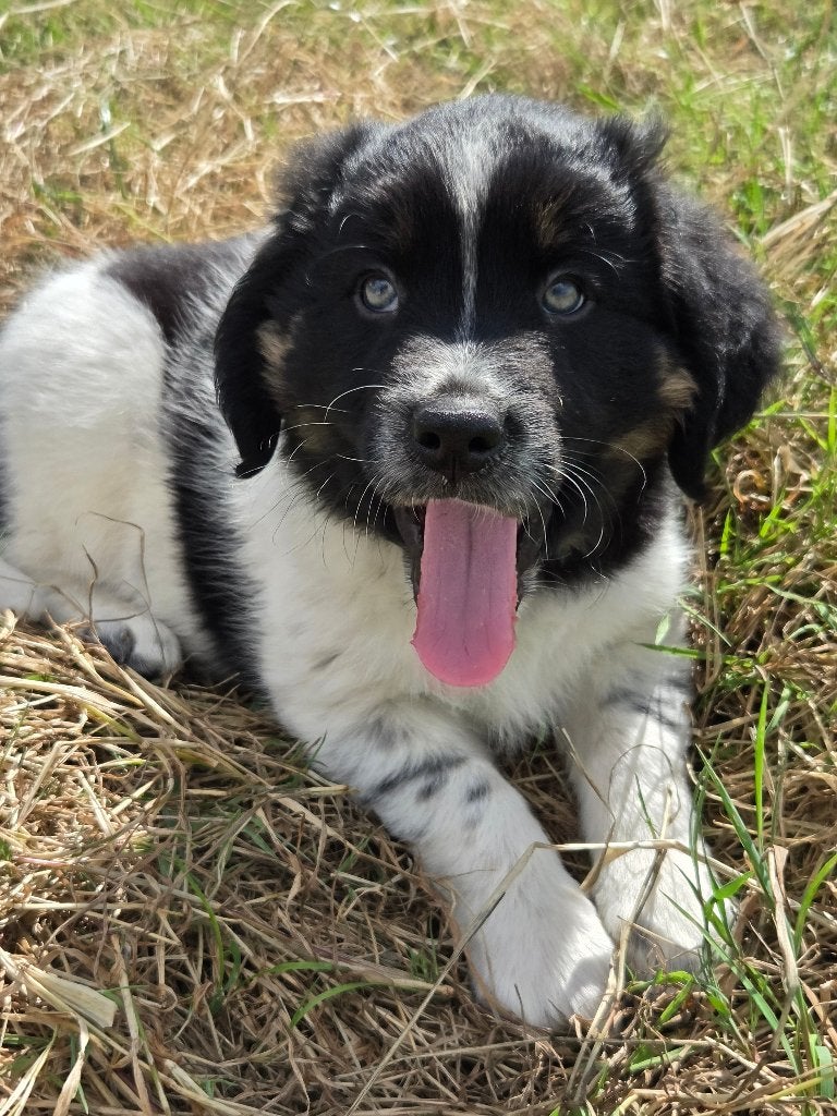 Friese Stabij X Border Collie/Friese Stabij kruising reutjes, Parvo, Nederland, Overige rassen, 8 tot 15 weken