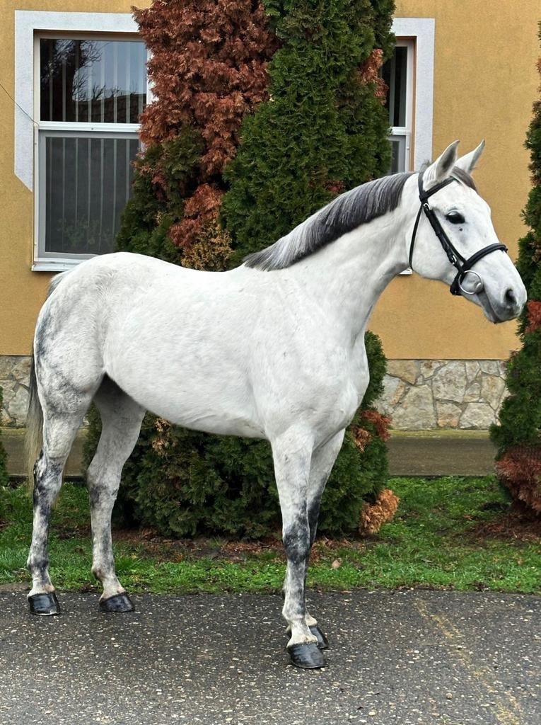 ☘️️Prachtige schimmel 8 jarige merrie 1.57.9 enorm braaf❤️, Minder dan 160 cm, B, 7 tot 10 jaar, Recreatiepaard