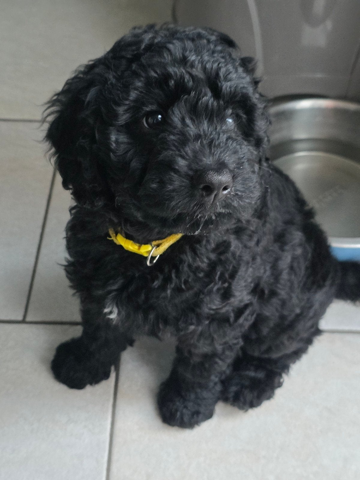 Nog 1  mooie goldendoodle F4 multigen pup, Parvo, 8 tot 15 weken, Meerdere, Meerdere dieren